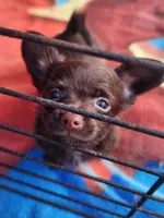 Long hair chocolate baby boy, a male Chihuahua for sale in Ocala, FL – Photo 1 of 4