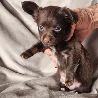 Long hair chocolate baby boy, a male Chihuahua for sale in Ocala, FL – Photo 3 of 4
