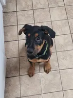 Brooster, a male Rottweiler for sale in Ocala, FL – 7 of 7