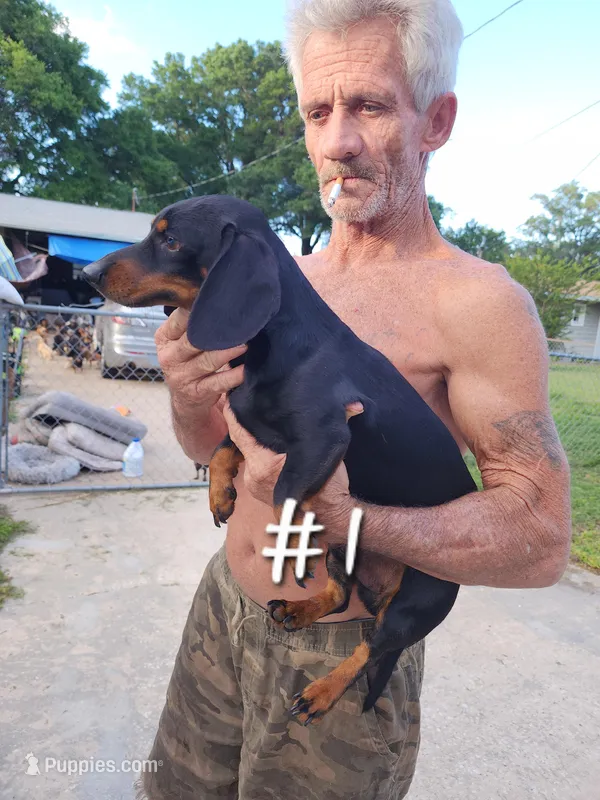 Dachshund #1 – Dachshund, Miniature Dachshund puppy for sale in Ocala, FL