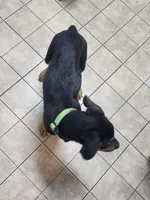 Brooster, a male Rottweiler for sale in Ocala, FL – 4 of 7