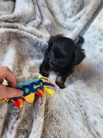 Black and tan long haired male, a male Miniature Dachshund for sale in Ocala, FL – Photo 3 of 8