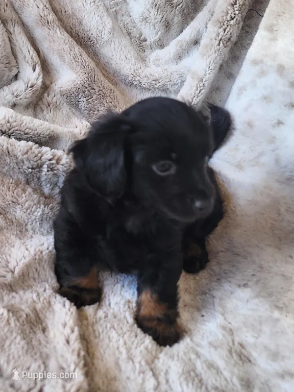 Black and tan long haired male