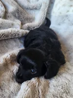 Black and tan long haired male, a male Miniature Dachshund for sale in Ocala, FL – Photo 6 of 8