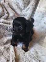 Black and tan long haired male, a male Miniature Dachshund for sale in Ocala, FL – Photo 2 of 8