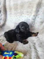 Black and tan long haired male, a male Miniature Dachshund for sale in Ocala, FL – Photo 7 of 8