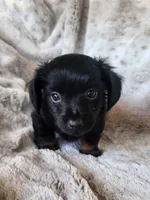 Black and tan long haired male, a male Miniature Dachshund for sale in Ocala, FL – Photo 4 of 8