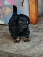 Black and tan long haired male, a male Miniature Dachshund for sale in Ocala, FL – Photo 8 of 8