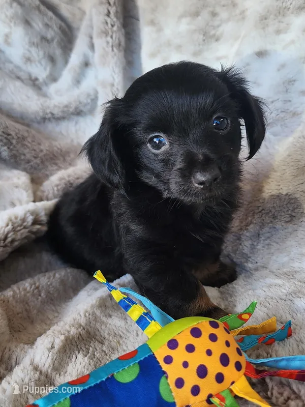 Black and tan long haired male – Miniature Dachshund puppy for sale in Ocala, FL