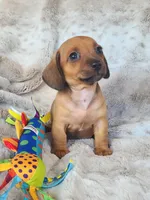 Baby dachshund female, a female Miniature Dachshund for sale in Ocala, FL – Photo 1 of 2