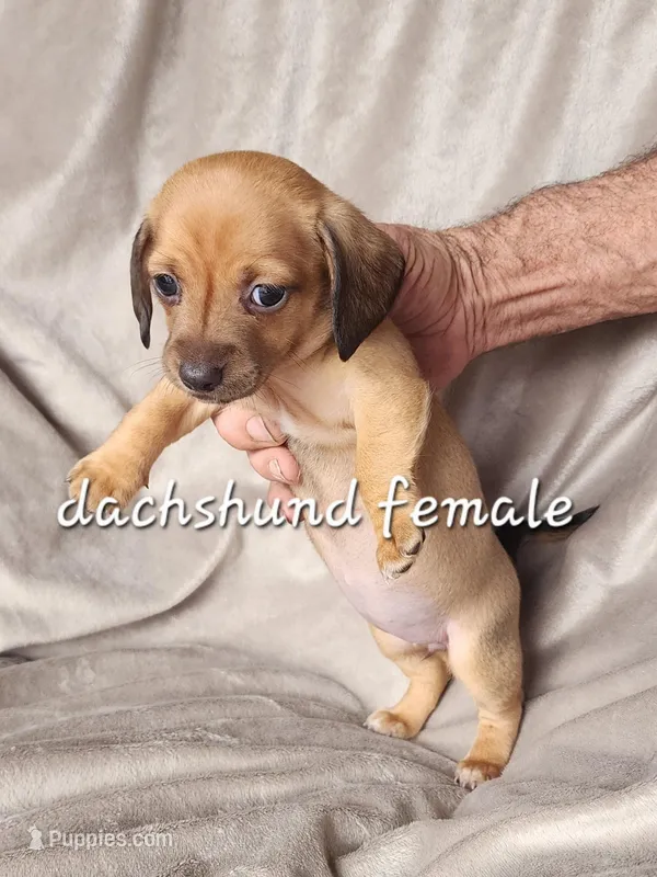 Baby dachshund 