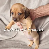 Baby dachshund female, a female Miniature Dachshund for sale in Ocala, FL – Photo 2 of 2