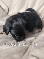Black and tan long hair, a male Miniature Dachshund for sale in Ocala, FL – Photo 2 of 2