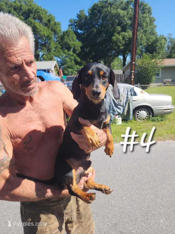 Dachshund #4 – Dachshund, Miniature Dachshund puppy for sale in Ocala, FL