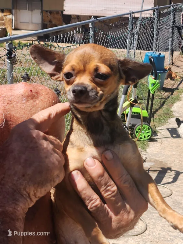 Chi FEMALE #1 – Chihuahua puppy for sale in Ocala, FL