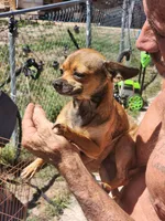 Chi FEMALE #1, a female Chihuahua for sale in Ocala, FL – Photo 2 of 2