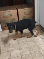 Brooster, a male Rottweiler for sale in Ocala, FL – 6 of 7