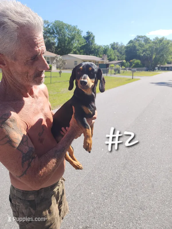Dachshund #2 – Dachshund, Miniature Dachshund puppy for sale in Ocala, FL