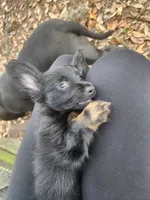 Roo, a male Chihuahua and Miniature Dachshund for sale in Ocala, FL – 6 of 6
