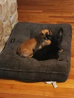 Roo, a male Chihuahua and Miniature Dachshund for sale in Ocala, FL – 5 of 5