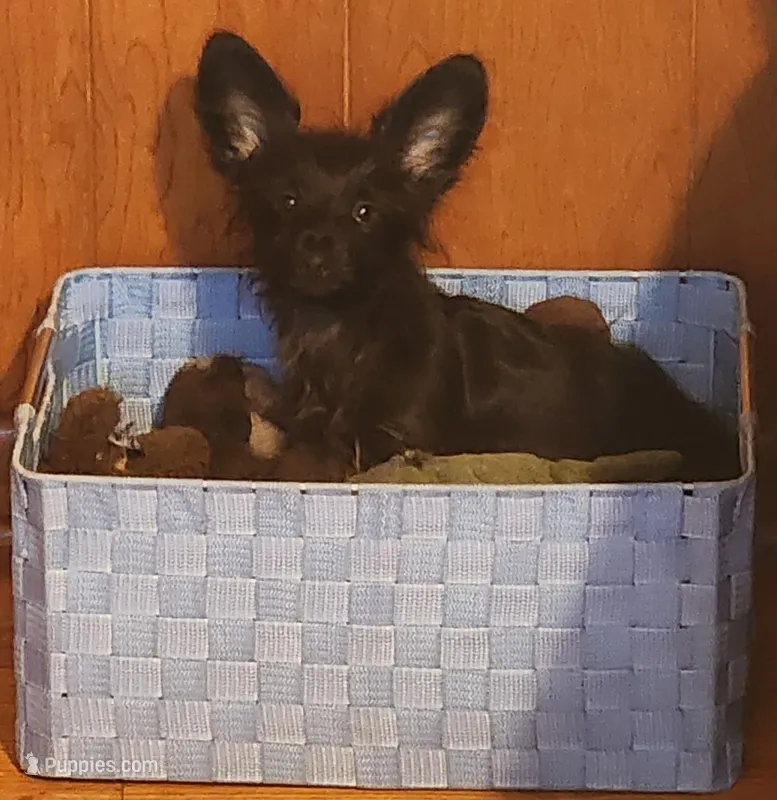 Roo – Chihuahua, Miniature Dachshund puppy for sale in Ocala, FL