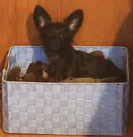 Roo, a male Chihuahua and Miniature Dachshund for sale in Ocala, FL – 1 of 5