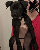 Salem, a female American Staffordshire Terrier and American Pit Bull Terrier for sale in Ocala, FL – Photo 2 of 4