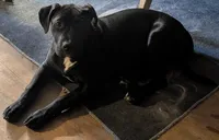 Salem, a female American Staffordshire Terrier and American Pit Bull Terrier for sale in Ocala, FL – Photo 1 of 4