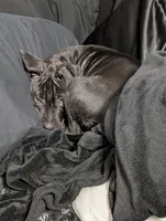 Salem, a female American Staffordshire Terrier and American Pit Bull Terrier for sale in Ocala, FL – Photo 4 of 4