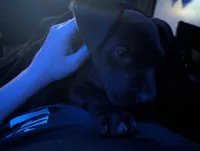 Salem, a female American Staffordshire Terrier and American Pit Bull Terrier for sale in Ocala, FL – Photo 3 of 4