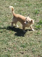 Chihuahua #7, a male Chihuahua and Chiweenie for sale in Ocala, FL – Photo 2 of 4