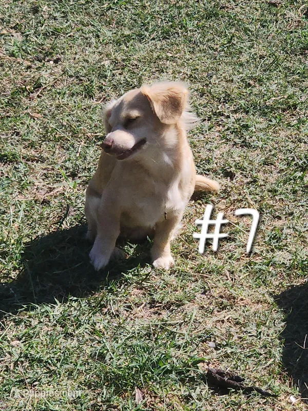 Chihuahua #7 – Chihuahua, Chiweenie puppy for sale in Ocala, FL