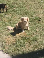 Chihuahua #7, a male Chihuahua and Chiweenie for sale in Ocala, FL – Photo 4 of 4