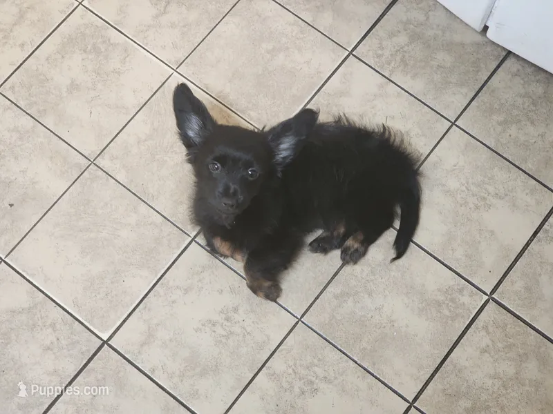 Roo – Chihuahua, Miniature Dachshund puppy for sale in Ocala, FL