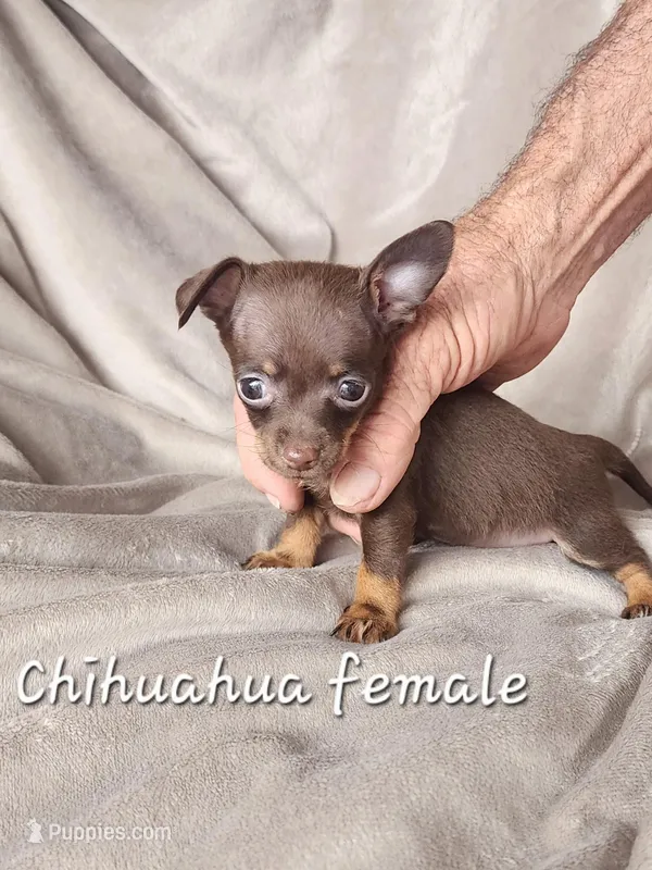 Chihuahua 3, a female Chihuahua for sale in Ocala, FL – Photo 1 of 1
