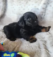 Roo, a male Chihuahua and Miniature Dachshund for sale in Ocala, FL – 4 of 5