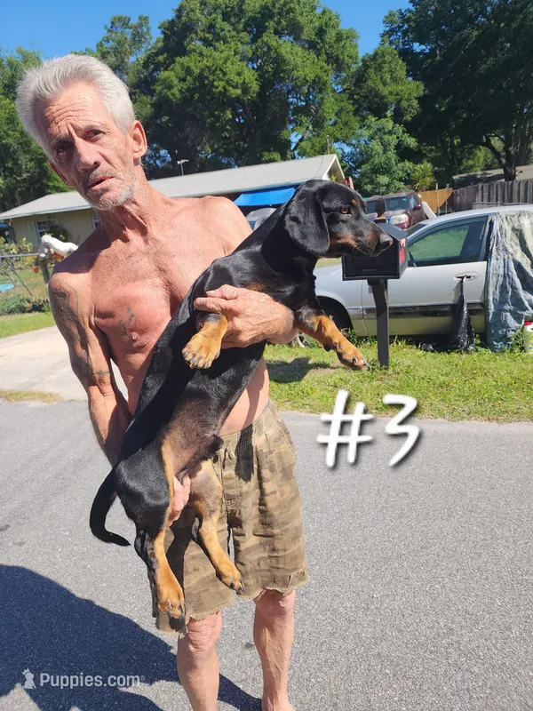 Dachshund #3 – Dachshund, Miniature Dachshund puppy for sale in Ocala, FL