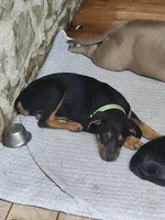 Brooster, a male Rottweiler for sale in Ocala, FL – 3 of 7
