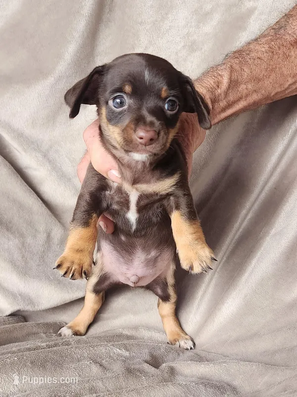 Chihuahua baby 2, a female Chihuahua for sale in Ocala, FL – Photo 1 of 1