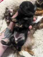 Black Beauty , a female Chihuahua for sale in Chillicothe, OH – Photo 1 of 6