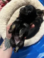 Black Beauty , a female Chihuahua for sale in Chillicothe, OH – Photo 3 of 6