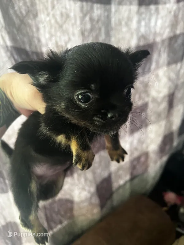 Black Beauty  – Chihuahua puppy for sale in Chillicothe, OH