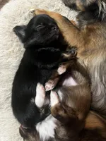 Black Beauty , a female Chihuahua for sale in Chillicothe, OH – Photo 6 of 6