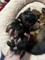 Black Beauty , a female Chihuahua for sale in Chillicothe, OH – Photo 5 of 6