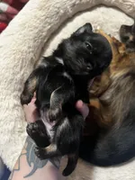 Black Beauty , a female Chihuahua for sale in Chillicothe, OH – Photo 2 of 6