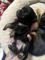 Black Beauty , a female Chihuahua for sale in Chillicothe, OH – Photo 4 of 6