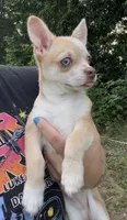 Frankie, a male Chihuahua for sale in Chillicothe, OH – 2 of 3