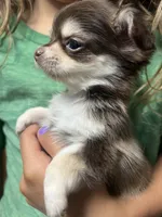 Henry, a male Chihuahua for sale in Chillicothe, OH – 4 of 4