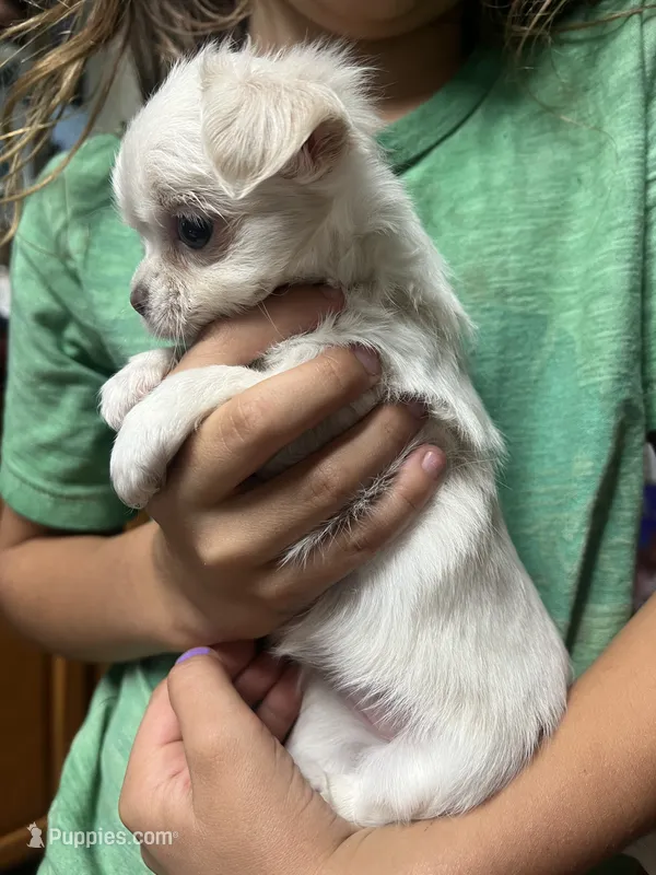 Honeymoon – Chihuahua puppy for sale in Chillicothe, OH