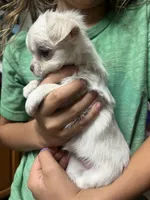 Honeymoon, a female Chihuahua for sale in Chillicothe, OH – 1 of 2